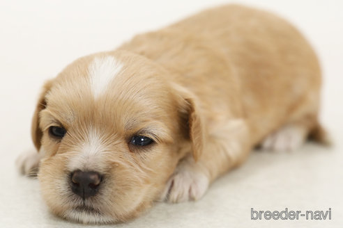 販売中の神奈川県のミックス犬-386720の2枚目